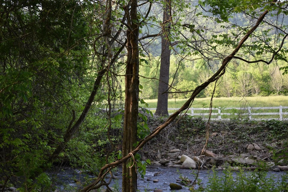 Trout stream across from the cabin