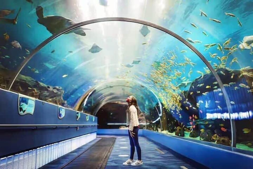The Georgia Aquarium, one of the largest in the world, features thousands of marine animals, immersive underwater tunnels, and hands-on experiences. Just a short drive away, it’s an unforgettable attraction for families, couples & ocean enthusiasts.
