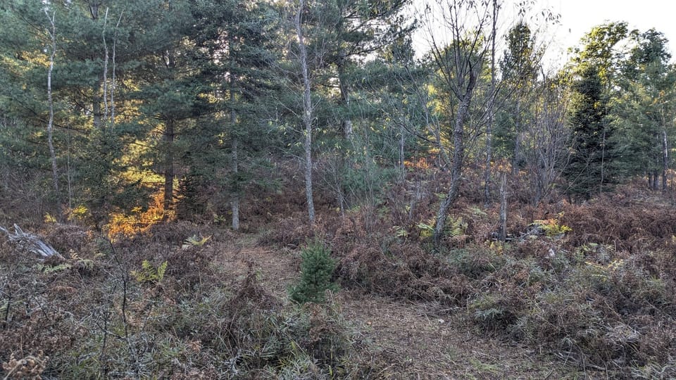 Many trails have been groomed through the forest.