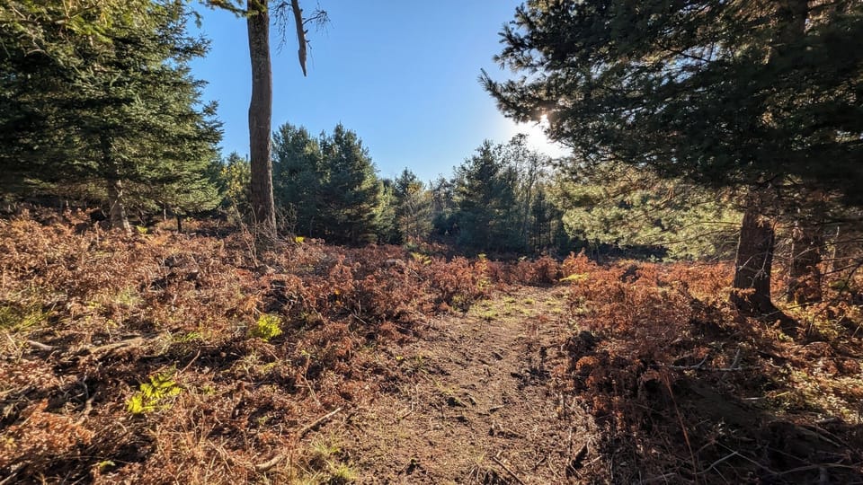 Another view of a groomed trail.
