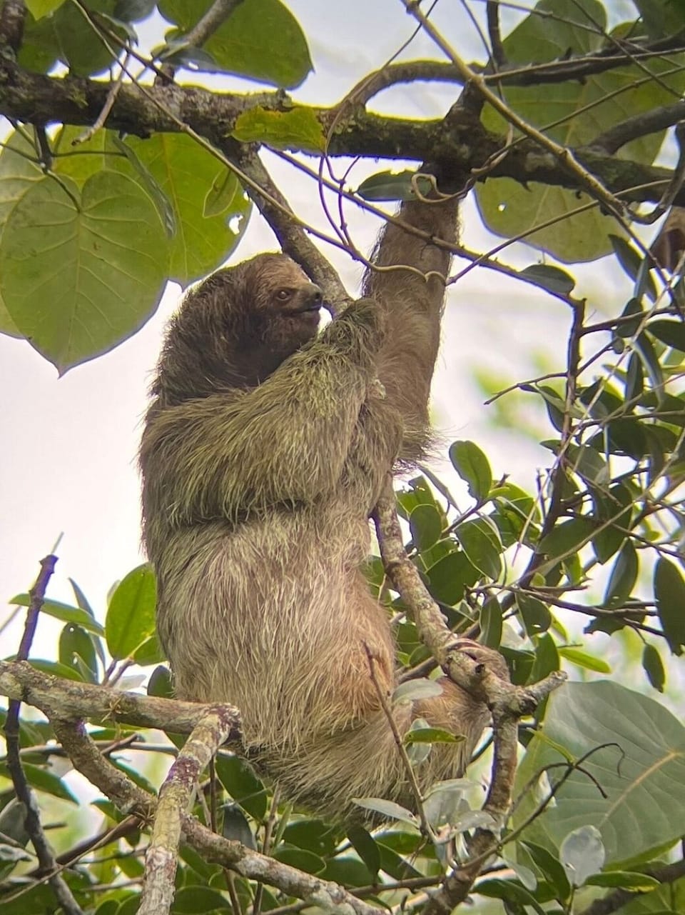 Our visiting sloth