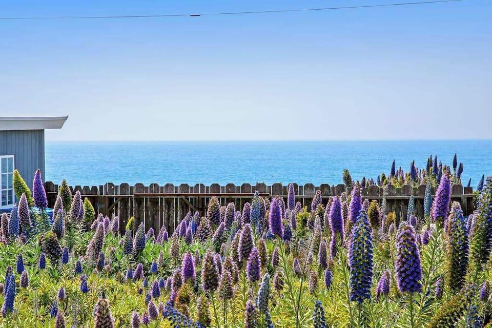 Vibrant lupines frame your stunning Pacific panorama — the Sonoma Coast's wild beauty is your everyday view from this retreat.