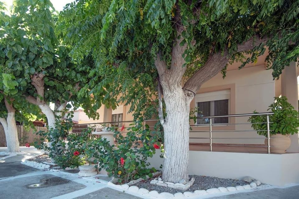 Mature trees surround the courtyard and create a cooler, slower atmosphere that defines outdoor living at the property.