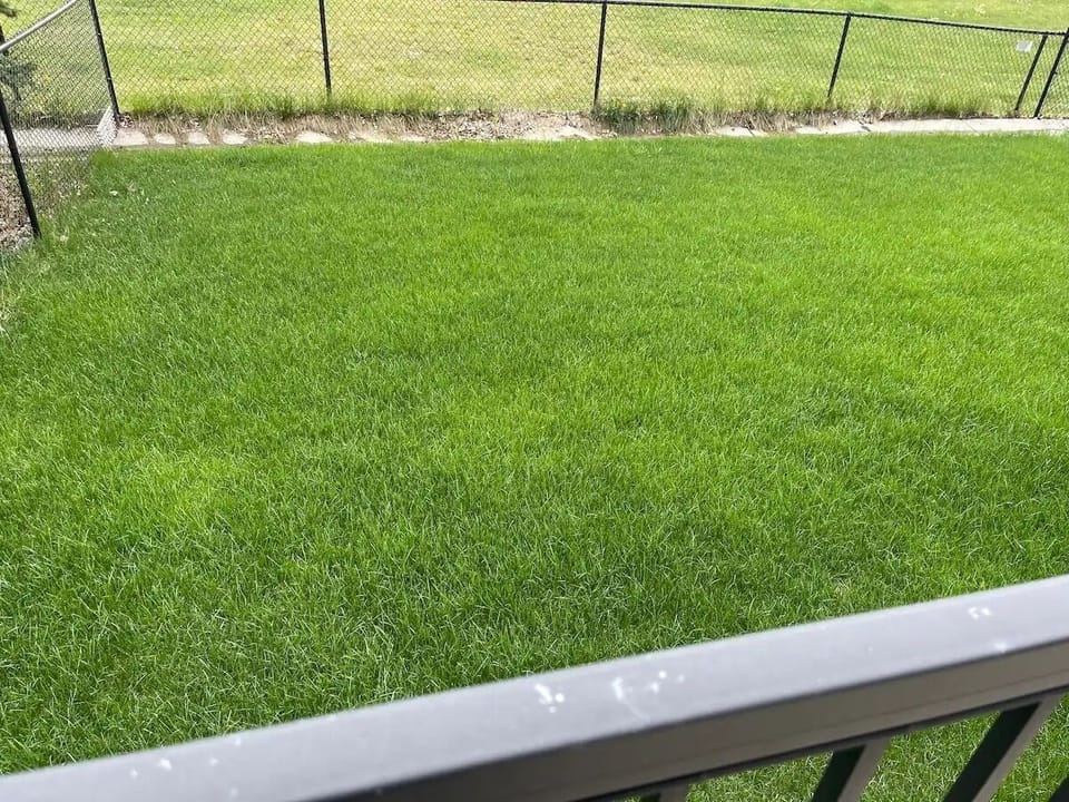 well-maintained green Backyard Lawn