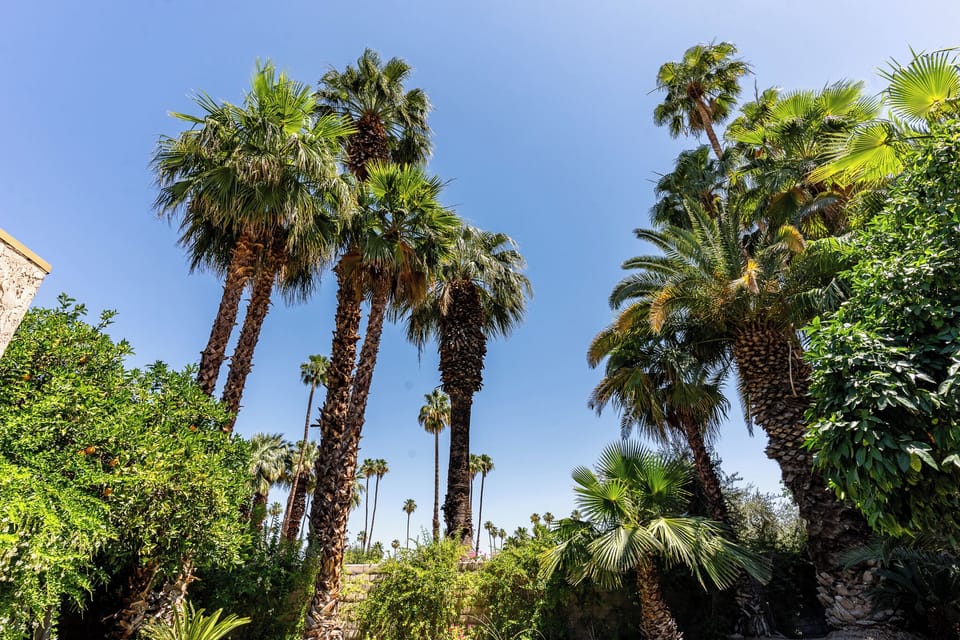 Palm Tree View