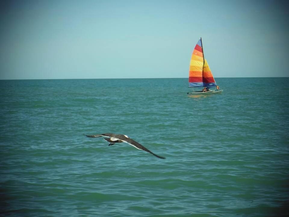 Rent a Hobie Catamaran by the hour at the San Felipe Sailing Club for $40/hour including captain — located at the south end of Club de Pesca on Bahia de San Felipe, open daily with life vests provided and boats for up to 4 guests per vessel