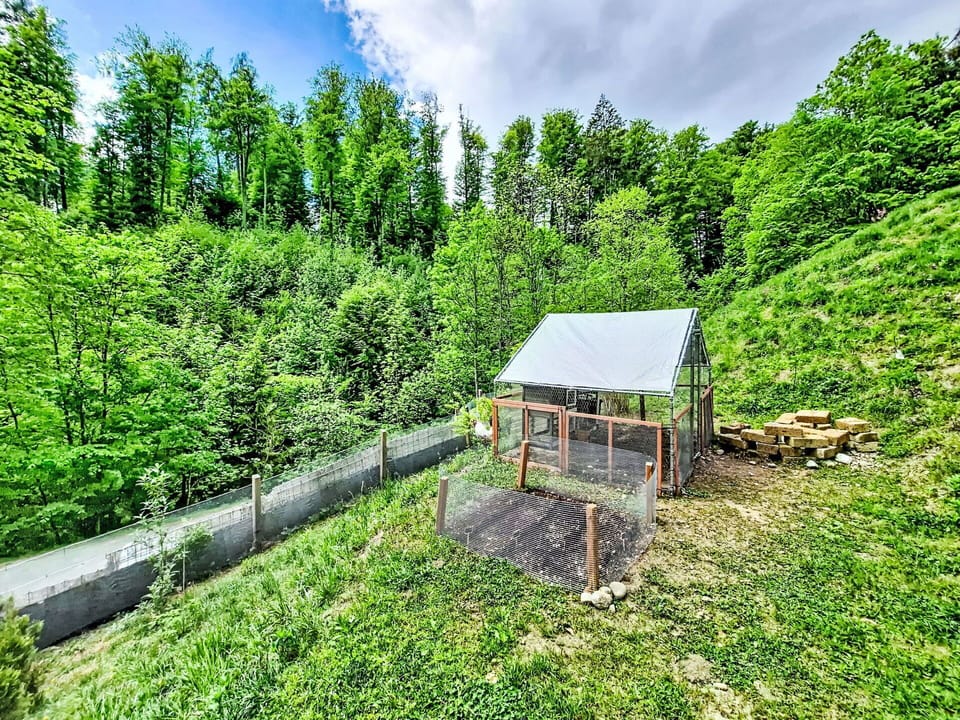 Plant Community, Groundcover, Garden, Slope, Plantation, Shed, Garden Buildings, Outdoor Structure, Farm