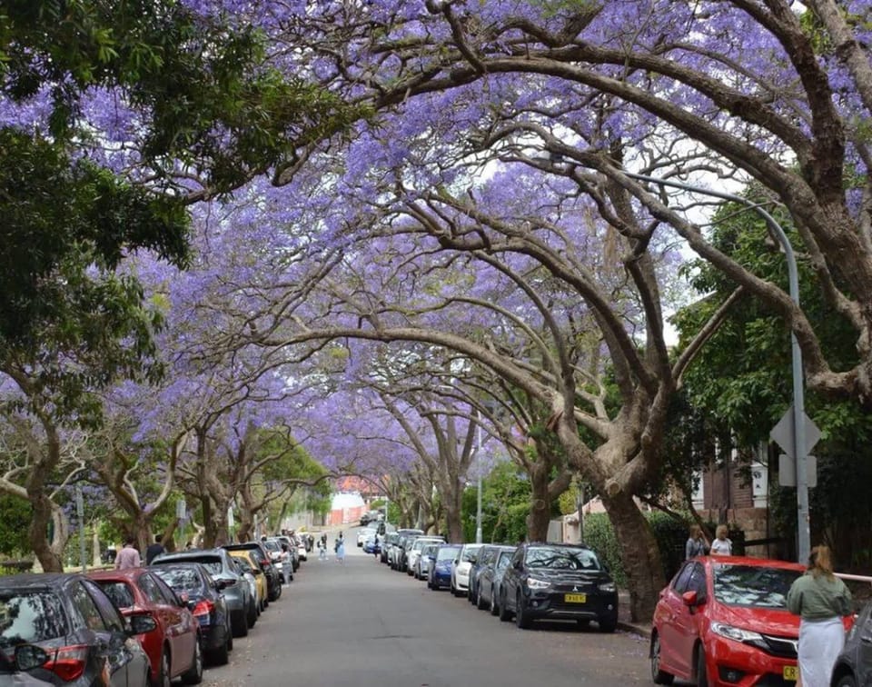 McDougall Street, Kirribilli