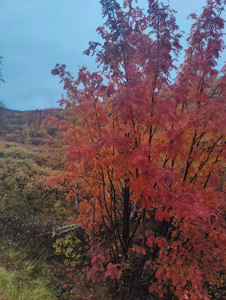 Miscellaneous