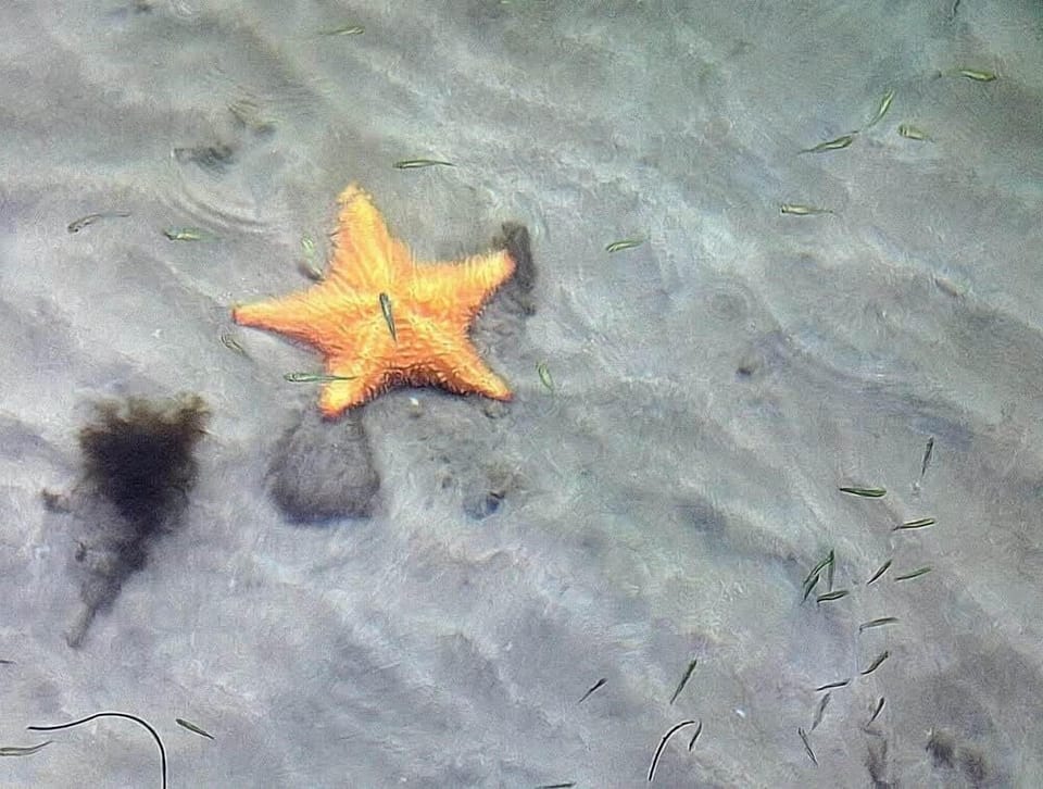 Star Fish Island