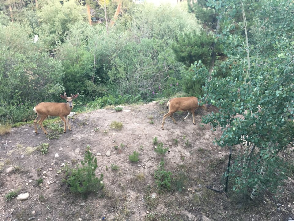 Wildlife