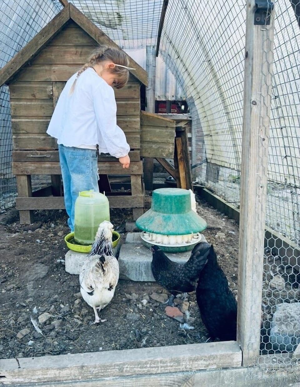 Feeding the hens ( by arrangement)