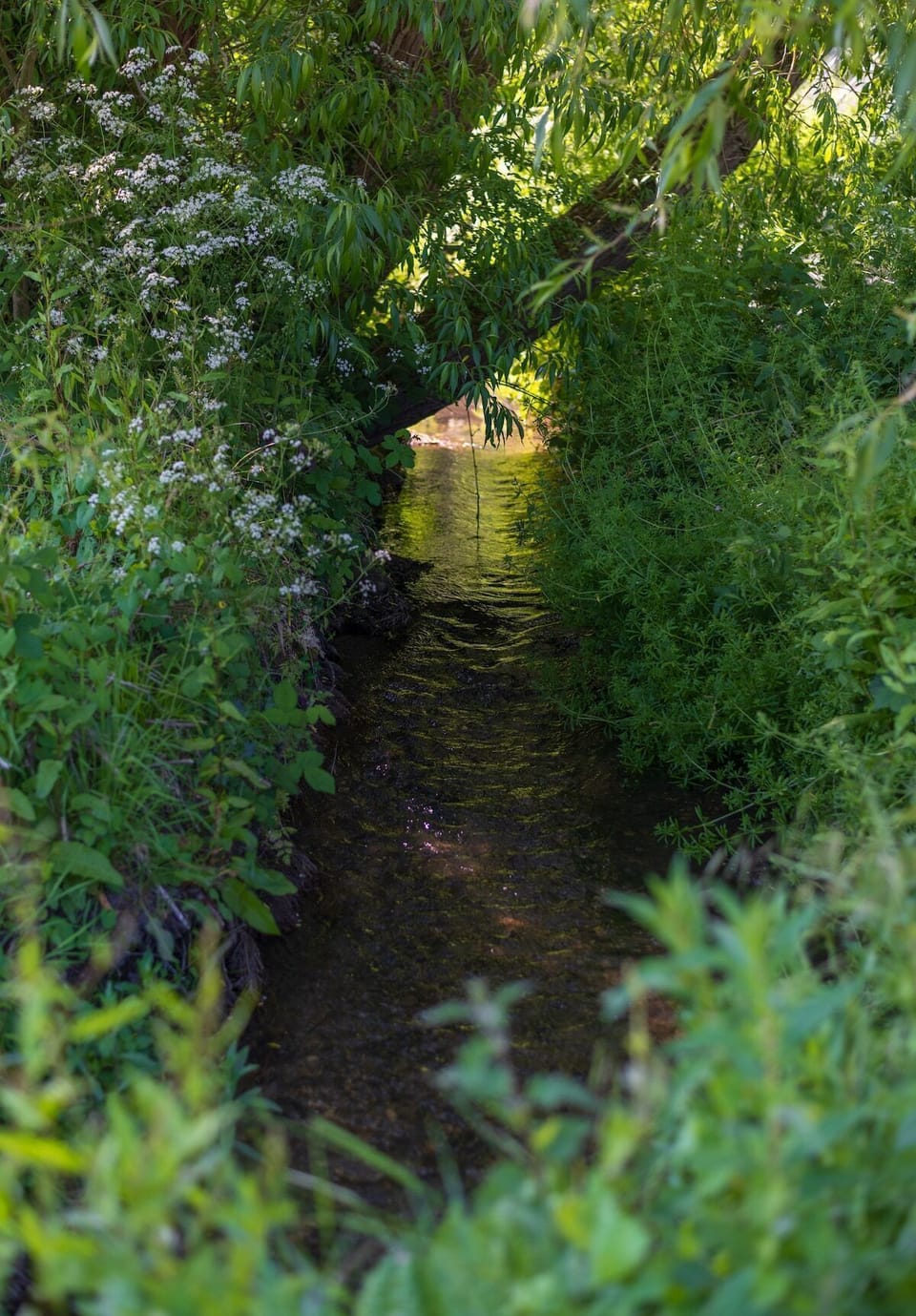 Stream (unfenced in parts)