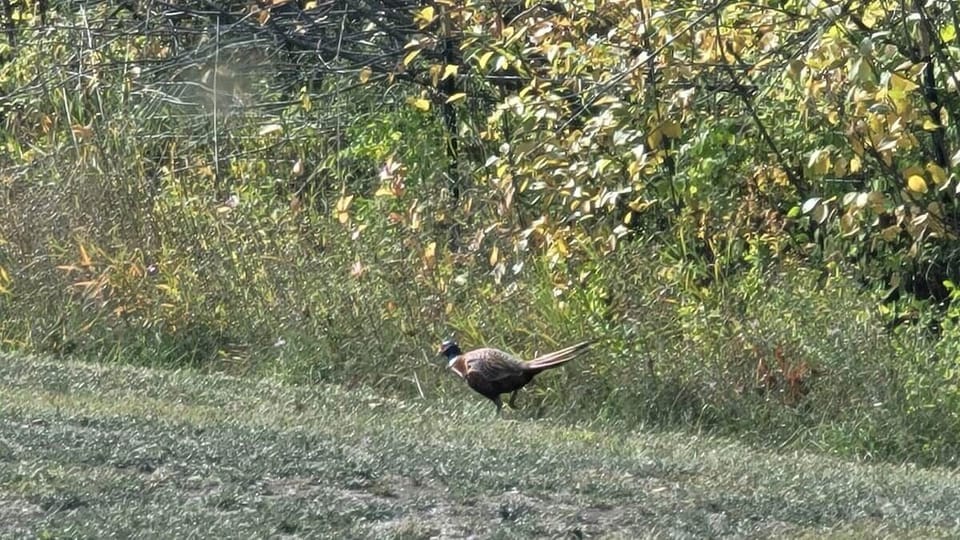 Wild pheasant frequent the property in the fall and winter.  Photo taken from  inside the house. 