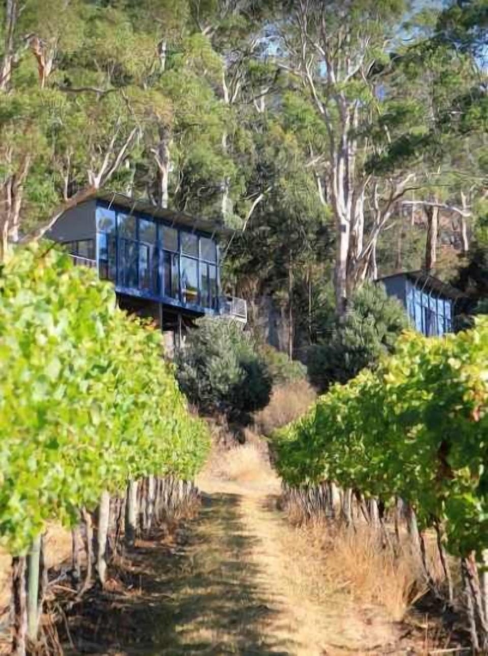 Placed in the heart of the Tamar Ridge Vineyard