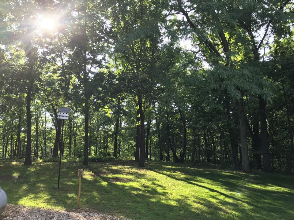 Backyard view