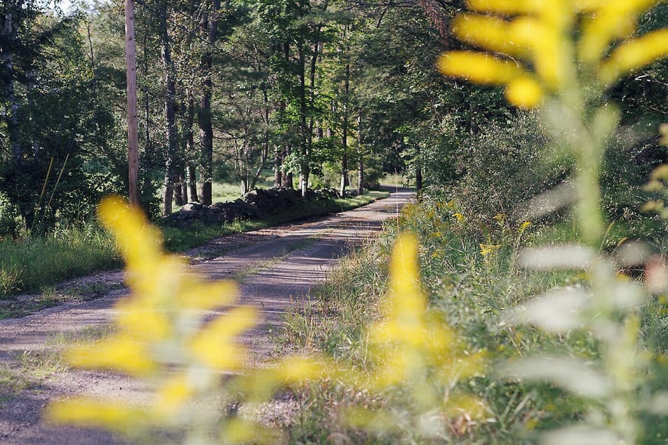 Lane leading to the farm