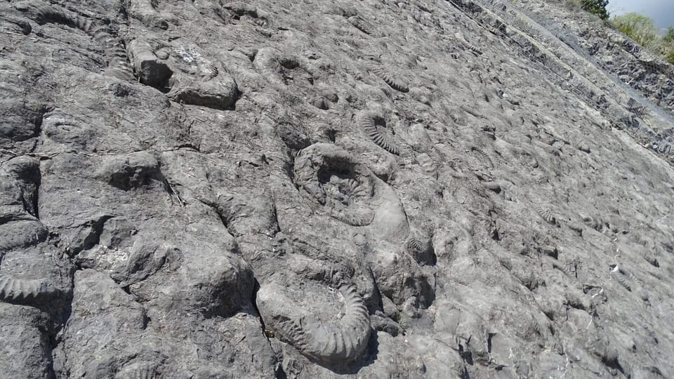 Ammonite Slab - 2.1 mi away from the property