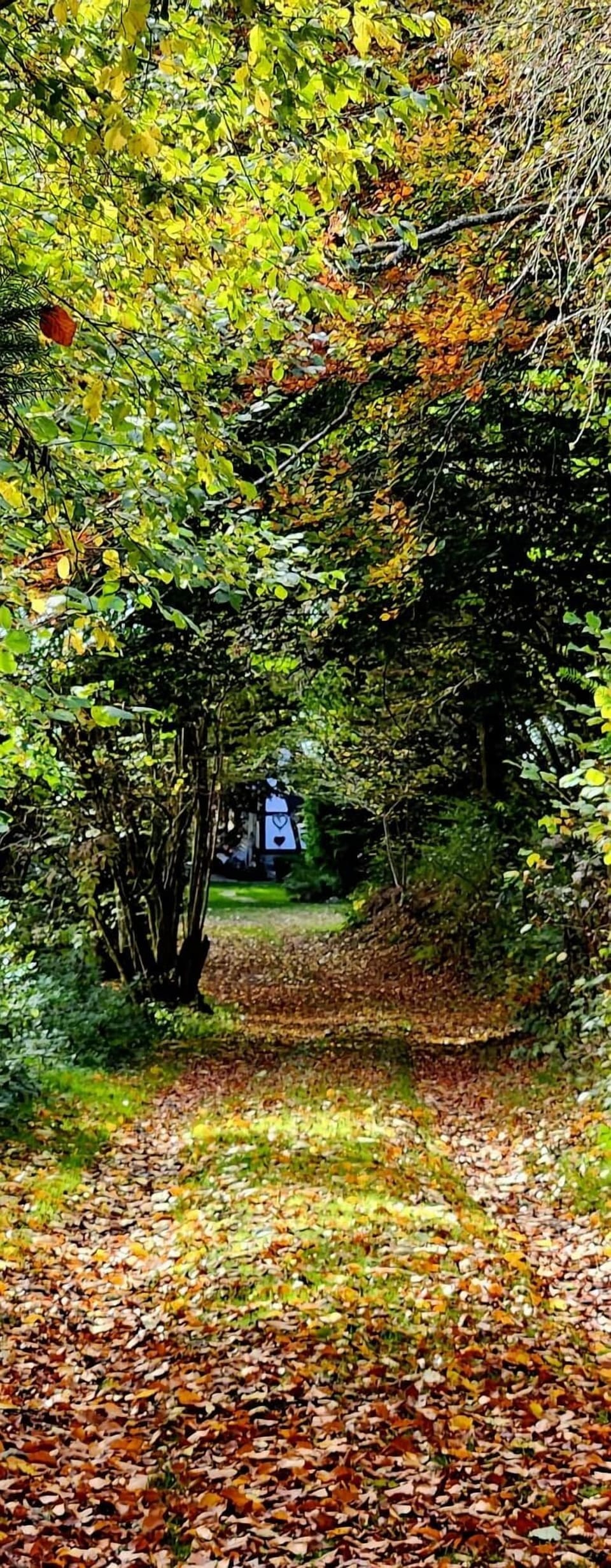Forest 3
