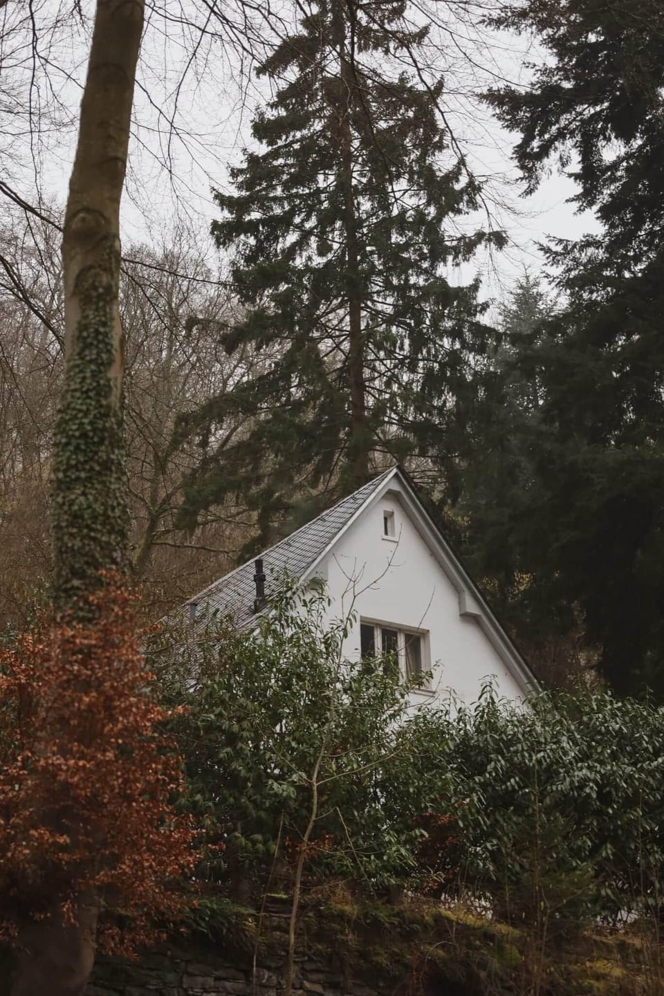 Forest house 1