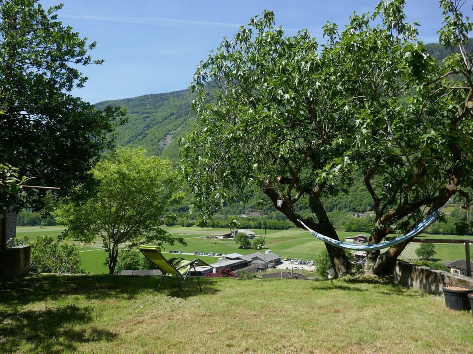 Branch, Garden, Woody Plant, Lawn, Leisure, Shade, Yard, Park, Backyard