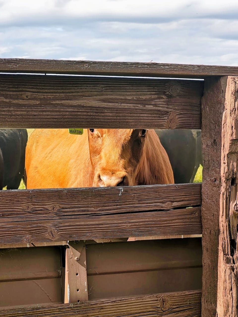 Our cattle are very curious!