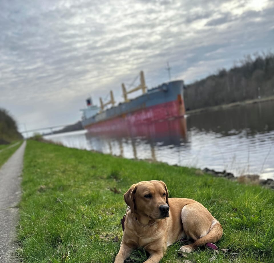 Pet-friendly