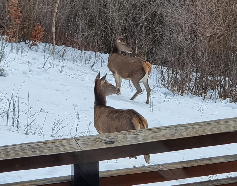 Located in a natural environment not far from a natural reserve, we get the visit of deers on a regular Basis!