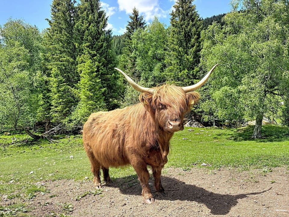 Horn, Grass, Bull, Wildlife, Pasture, Natural Material