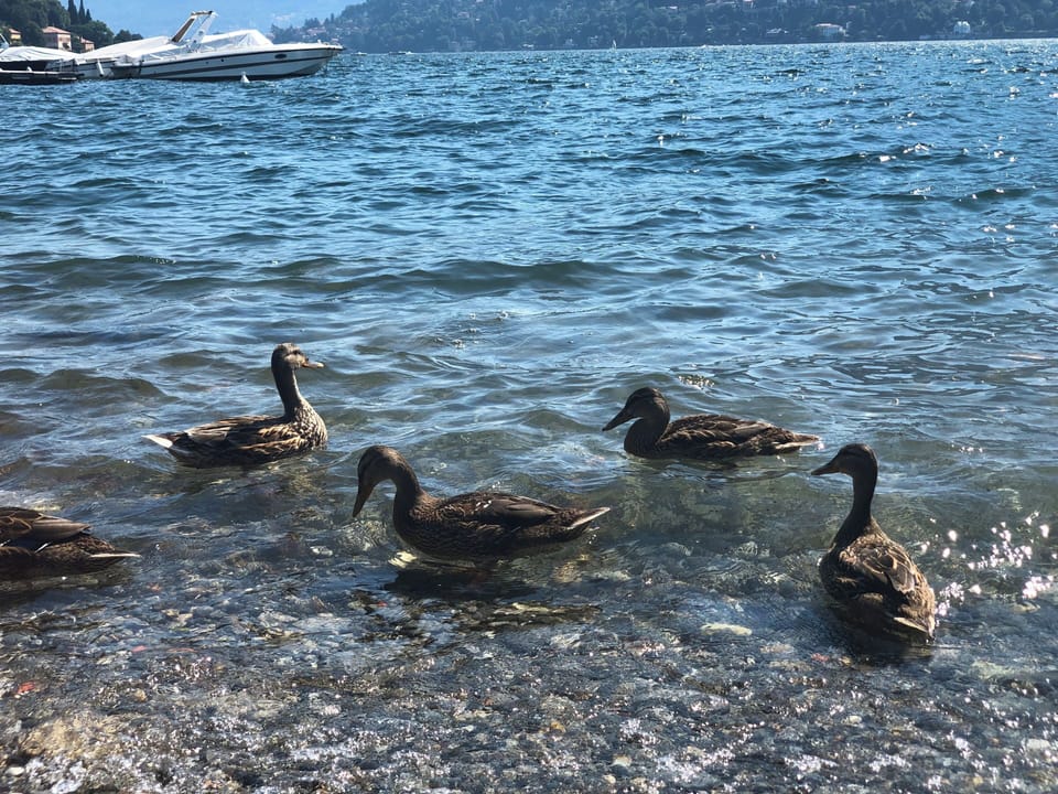 Miscellaneous