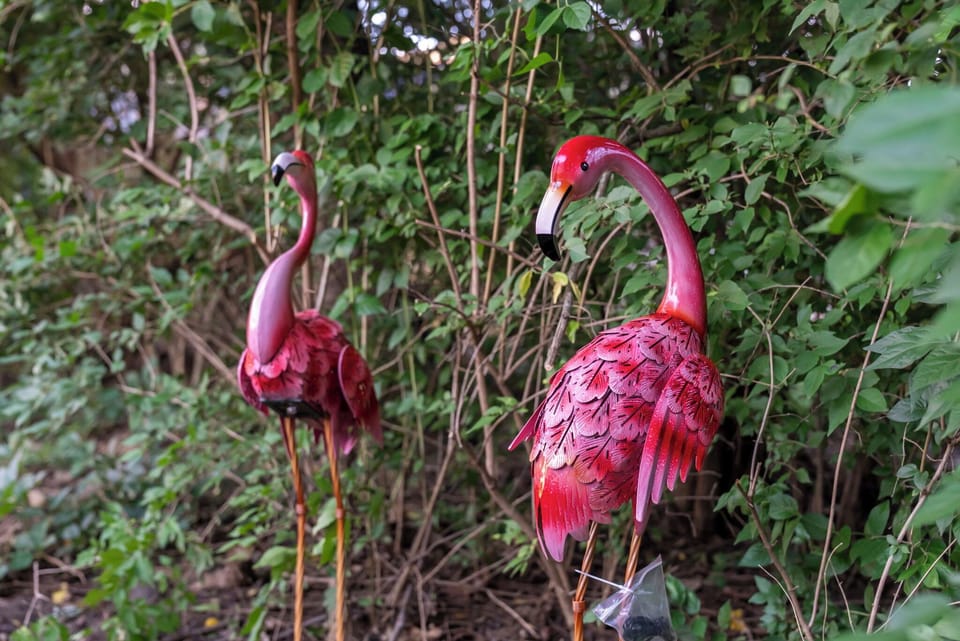 Keep an eye out for our colorful backyard residents.
