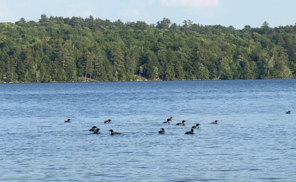 Occasionally the loons outnumber the humans on the lake.