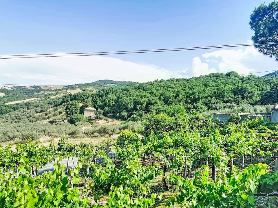 Hill, Rural Area, Plant Community, Hill Station, Plantation, Agriculture, Field, Shrubland, Crop