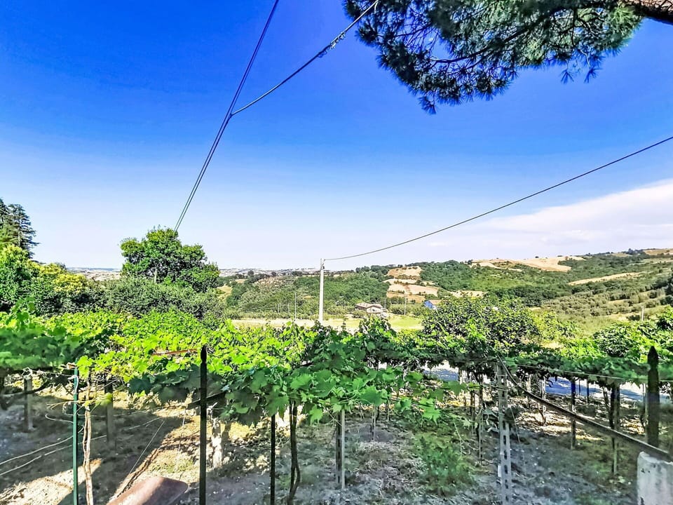 Hill Station, Pole, Plantation, Fence, Overhead Power Line, Agriculture, Vineyard