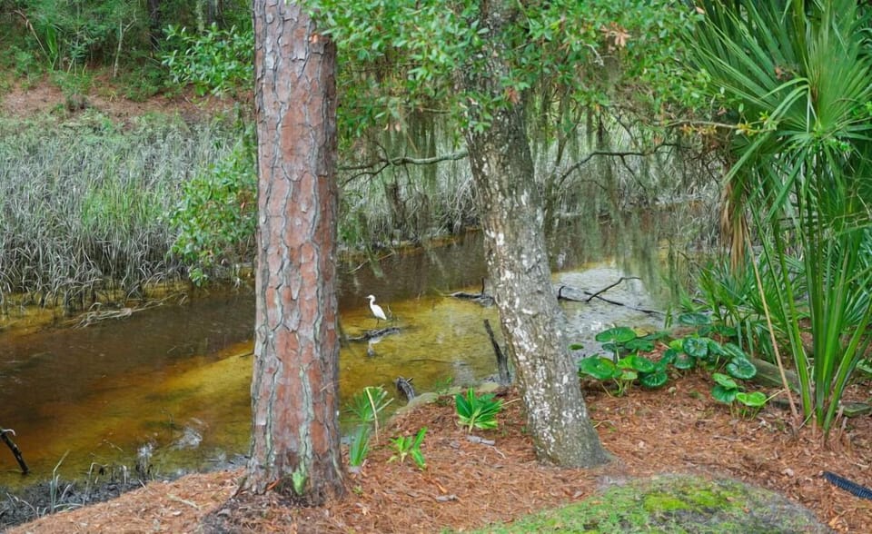 Watch the birds and wildlife in the marsh