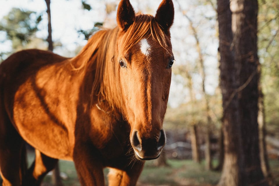 Animals1231