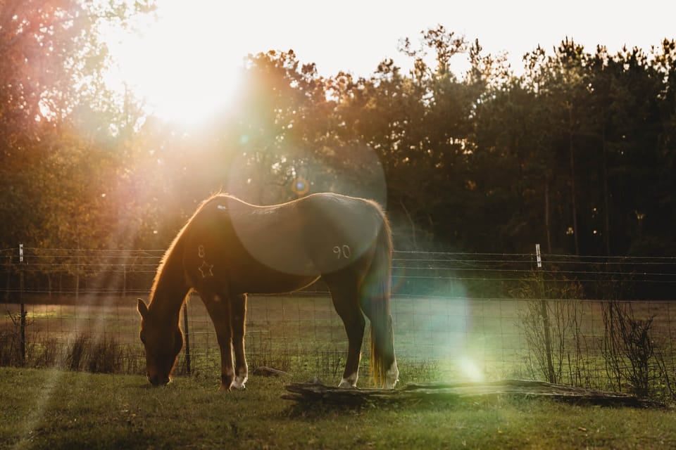 Animals1247