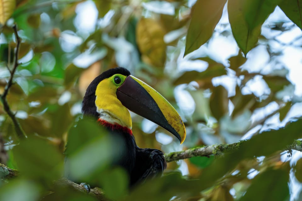 Yellow-throated Toucan