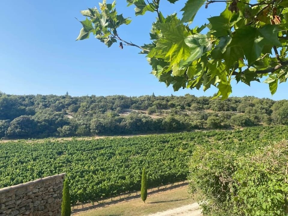 Vineyards