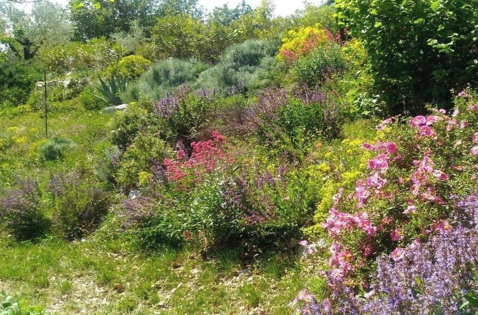 Garden [summer]