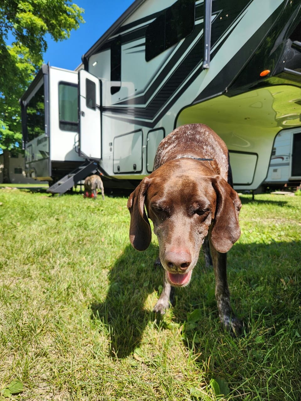 Pet-friendly
