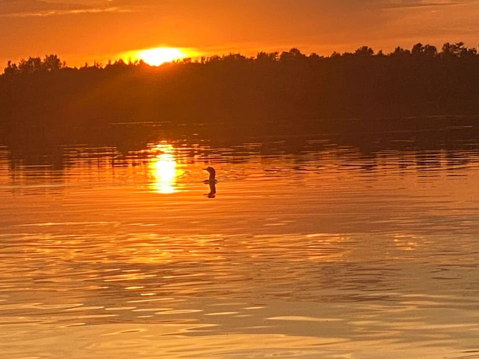Enjoy the loon sightings and songs