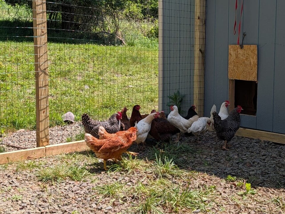Fresh organic farm eggs