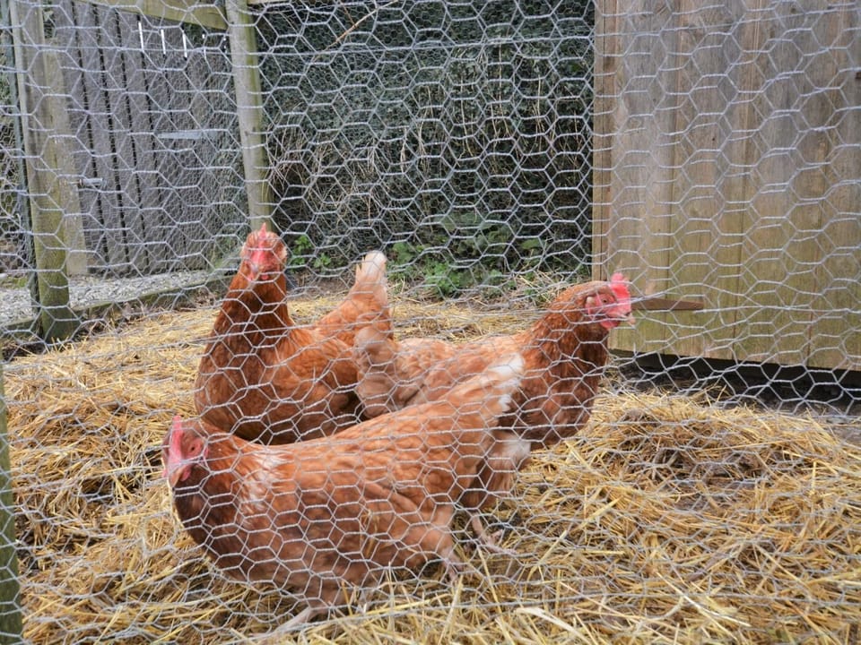 Guests are welcome to collect fresh eggs from the resident hens