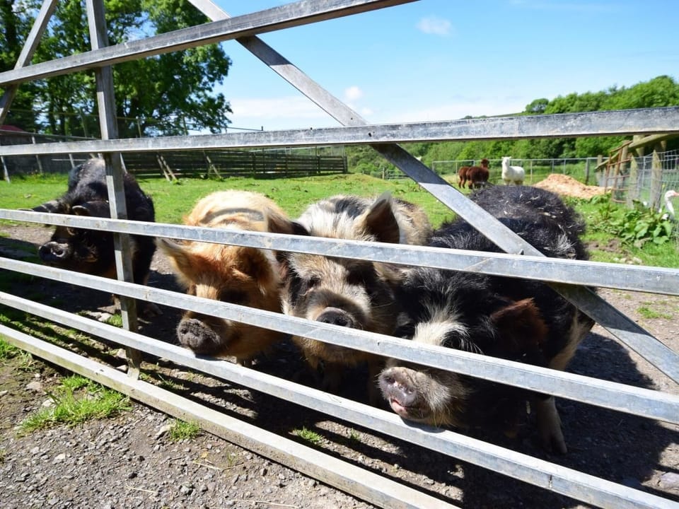 Meet the locals...