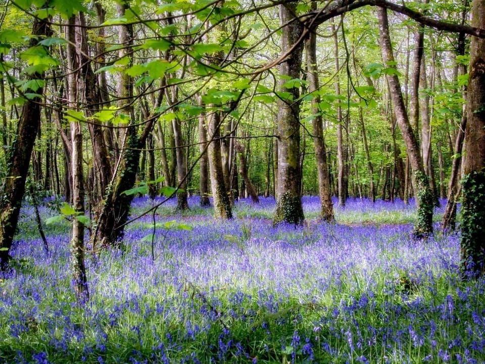 Tehidy Woods in the spring, a great place for dogs to run