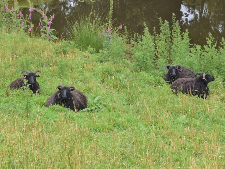 Resident rare breed sheep
