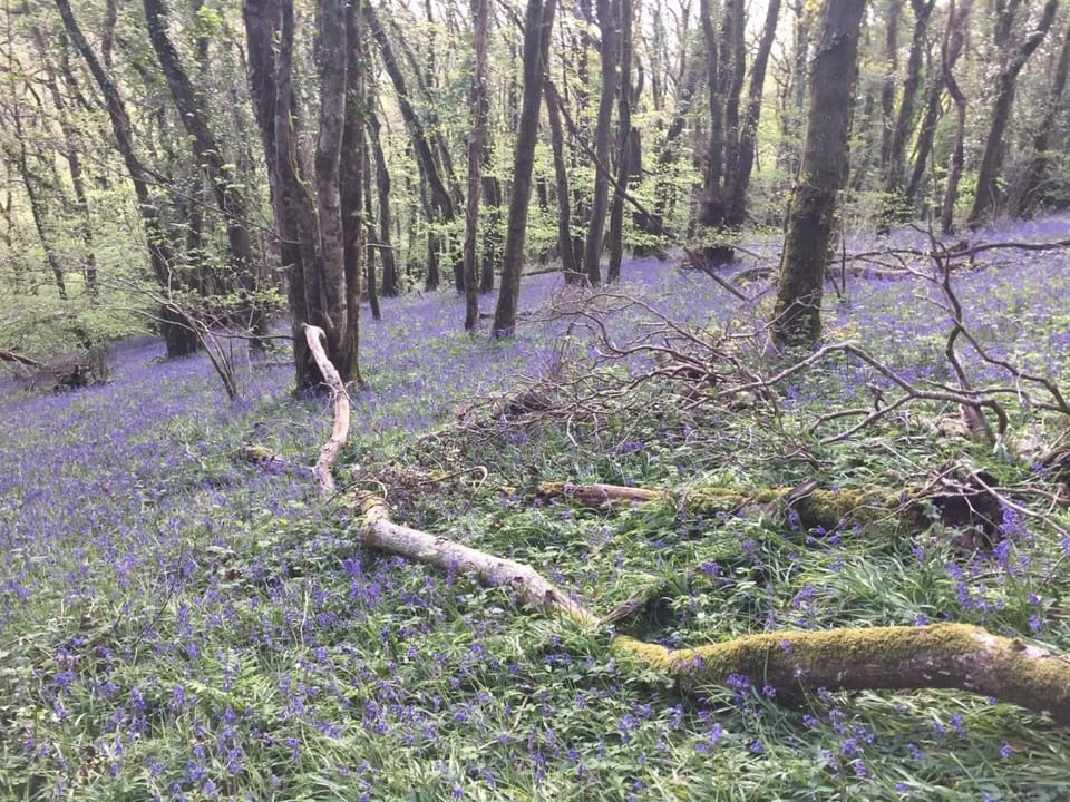 Bluebells in the spring