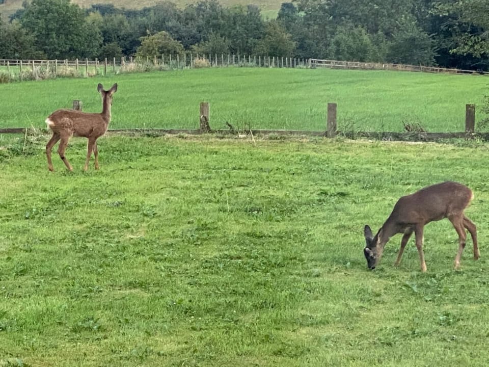 Meet the local wildlife 