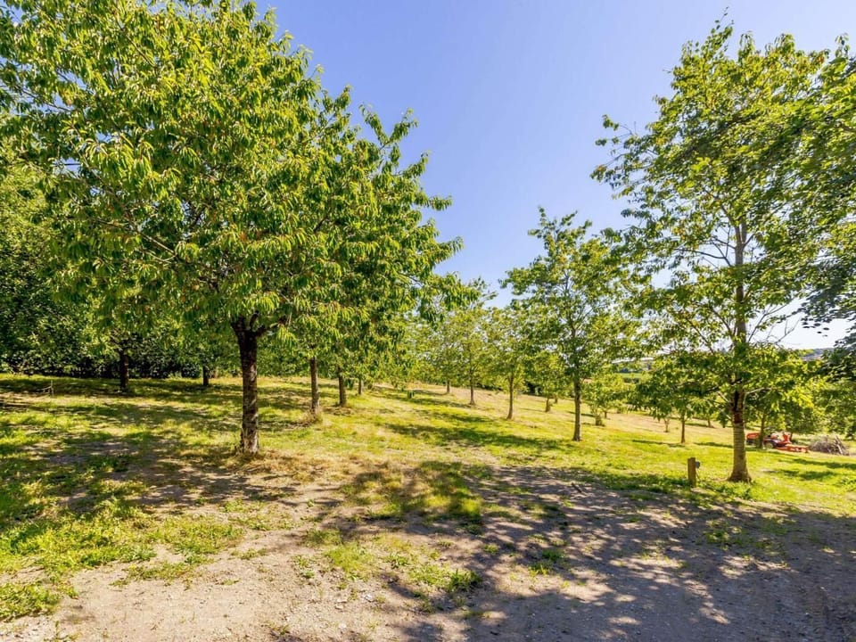 Mature orchard adjacent to the cottage 